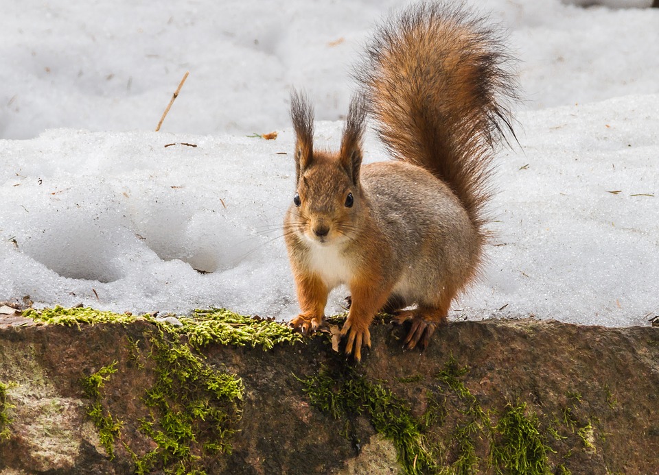 Ekorn i snø